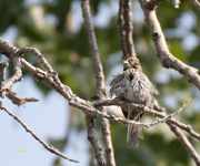 Song Sparrow 9526